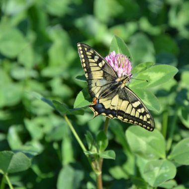 Vergroening en agrobiodiversiteit