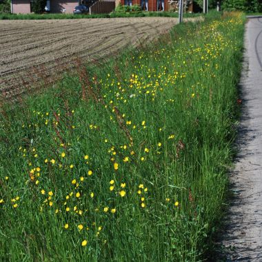 Ecologisch bermbeheer