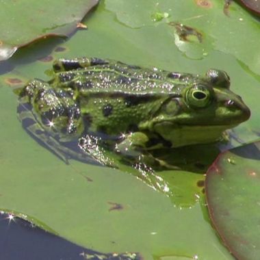 Kikker naast Waterlelie