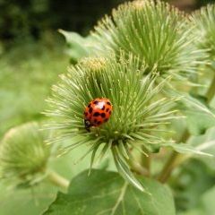 Dieren en planten