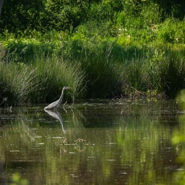 Provinciaal overstromingsgebied Gompels Broek