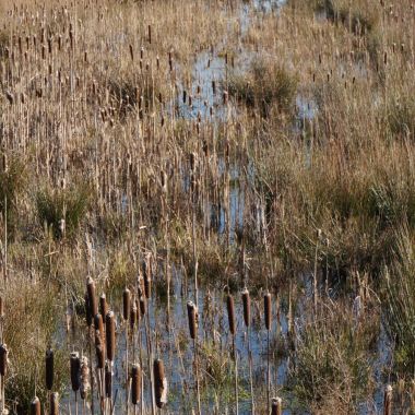 Provinciaal overstromingsgebied Molenbeekse Plassen