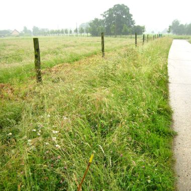 Wijziging vegetaties en/of kleine landschapselementen