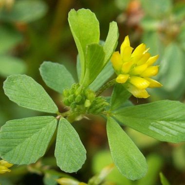 Plantensoorten heischraal grasland