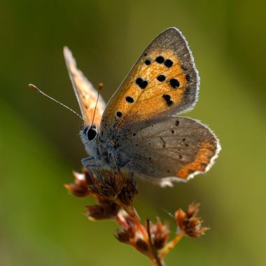 Kleine vuurvlinder