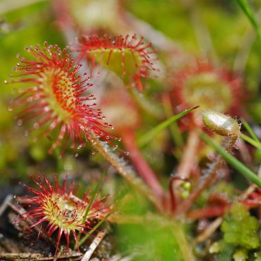 Planten en dieren op de Kesselse Heide