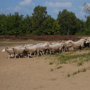 Schapenbegrazing