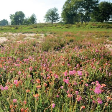 Heide uitbreiding