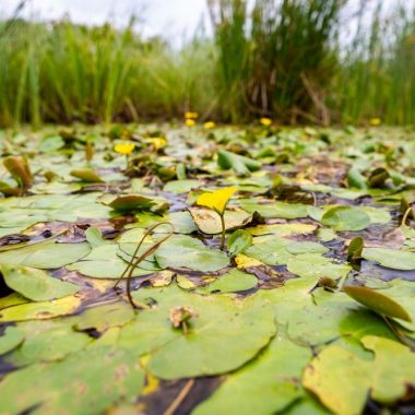 Planten en dieren