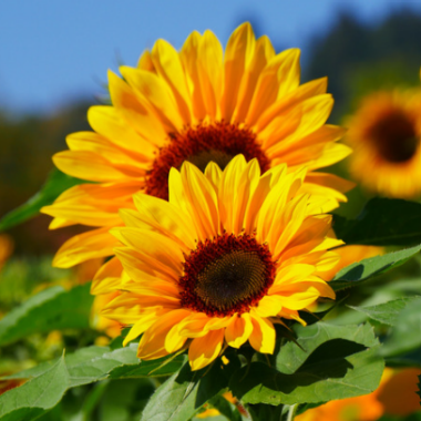 Foto zonnebloemen