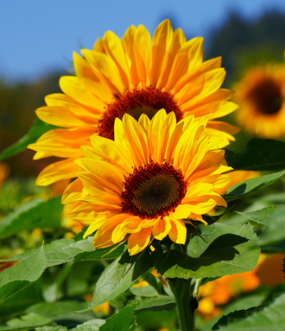 Foto zonnebloemen