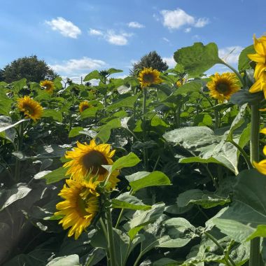 overzicht veld zonnebloemen