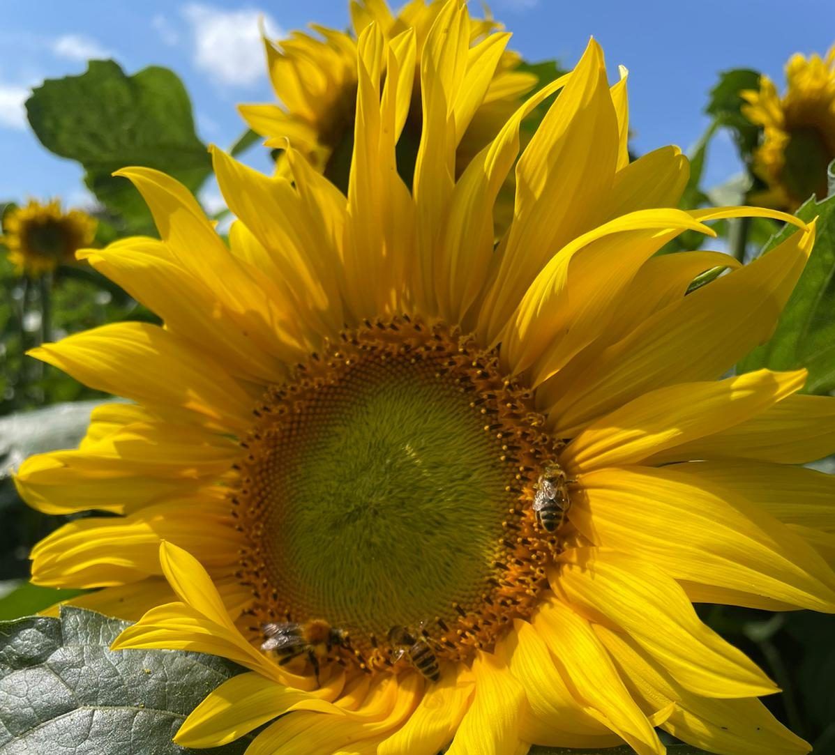 zonnebloem Wimpboeren