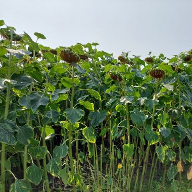 Zonnebloemen klaar voor de oogst