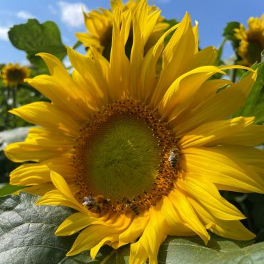 zonnebloem Wimpboeren