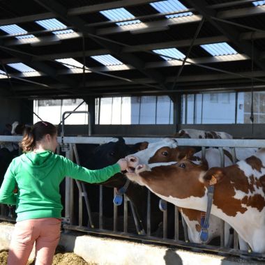 Koe en kinderen