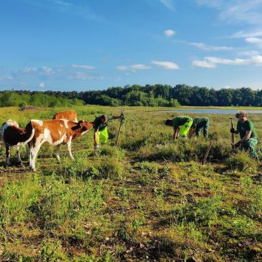 Medewerkers Natuurwerk aan de slag tussen de koeien