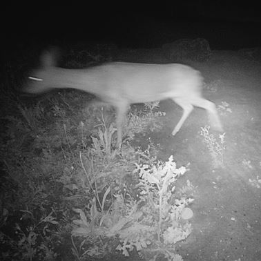 zwart-wit beeld met infraroodcamera. Een klein hertachtig wezen licht op tussen planten. 