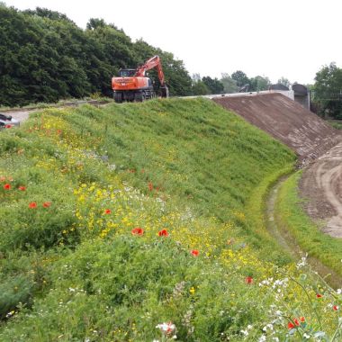 Ecologische berm