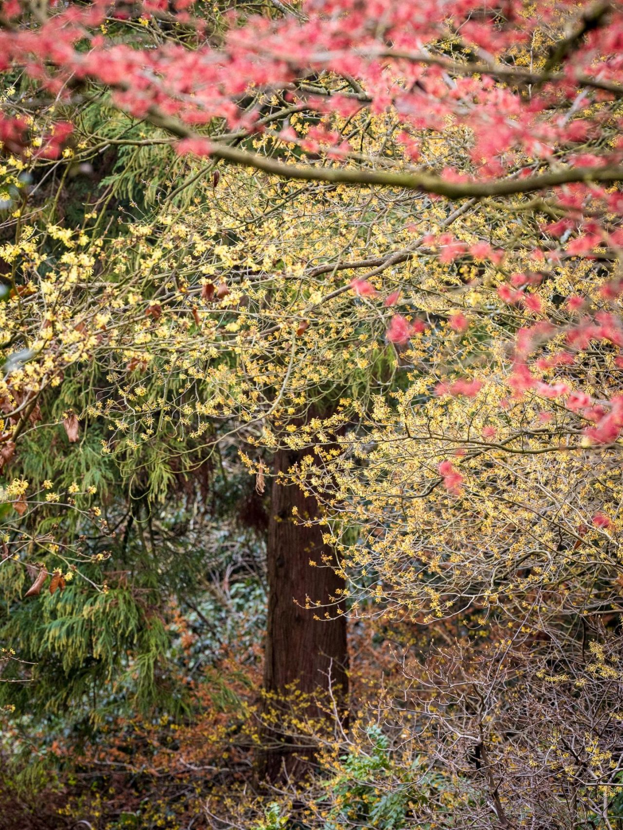 Hamamelis in bloei in Arboretum Kalmthout