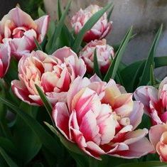 tulpen in roze en wit