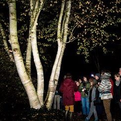 Een gids staat met een groep bezoekers bij een witte meerstammige berk in Arboretum Kalmthout. Het is herfst en donker, de bezoekers lichten de boom bij met hun zaklampjes.