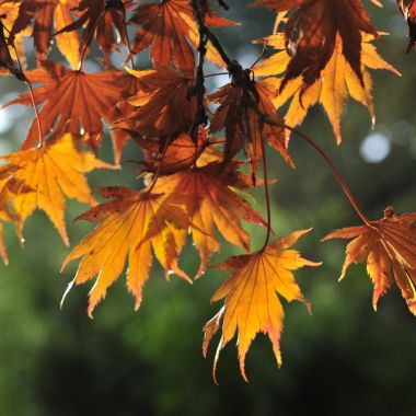 Oranje herfstbladeren van een Japanse esdoorn weerspiegelen de zon, in Arboretum Kalmthout.
