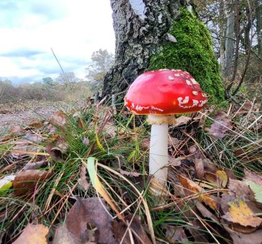 KesselseHeide_Paddenstoelenwandeling_Vliegenzwam