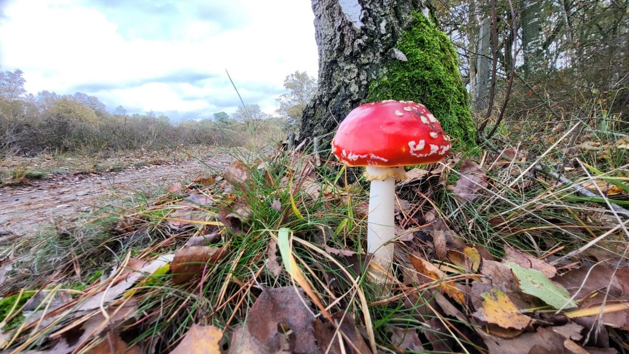 KesselseHeide_Paddenstoelenwandeling_Vliegenzwam