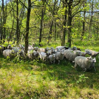 Schapen op het Schaapscheerfeest