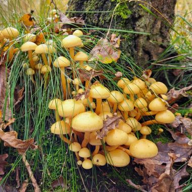 Vrieselhof_paddenstoelen_Foto_Bart_Moons_Provincie_Antwerpen