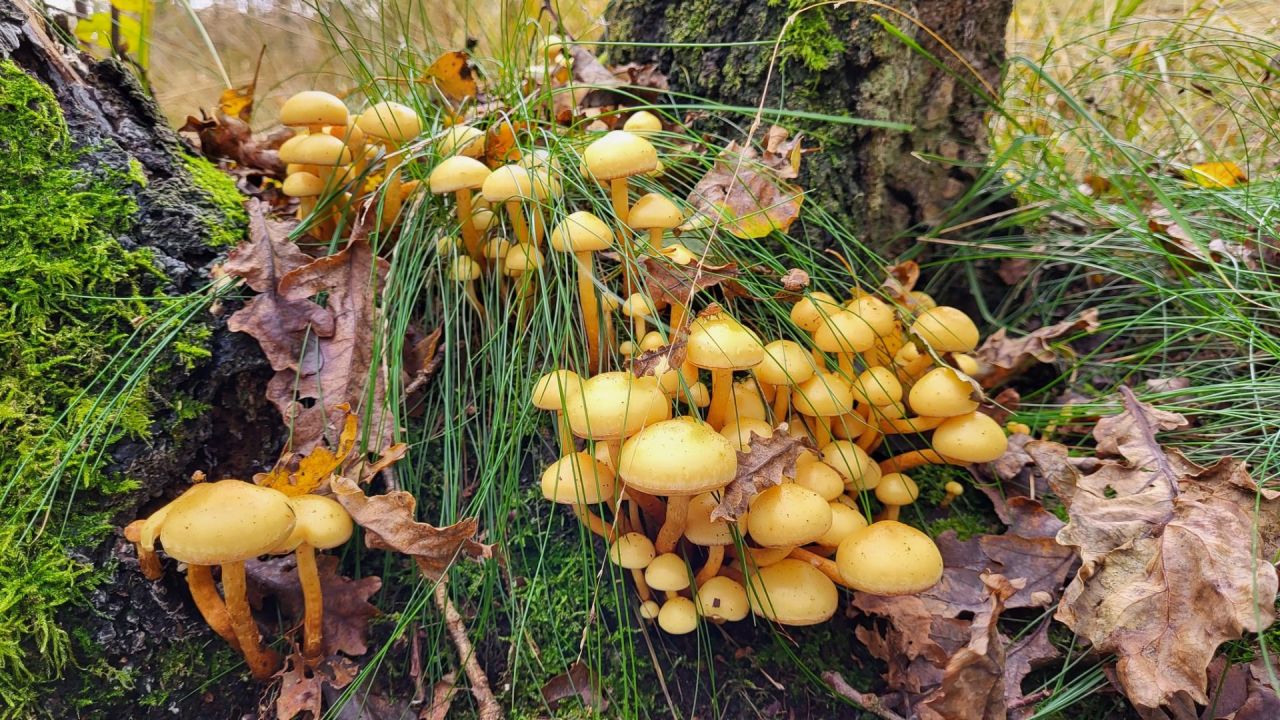 Vrieselhof_paddenstoelen_Foto_Bart_Moons_Provincie_Antwerpen