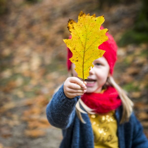 Herfst in het bos - Provincie Antwerpen