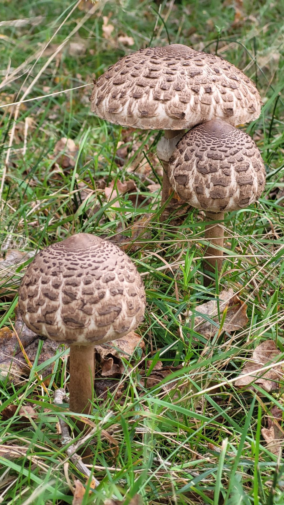 Rivierenhof_paddenstoelen_V