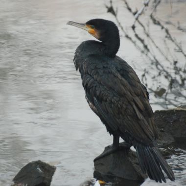 Rivierenhof_Watervogels2 _Aalscholver