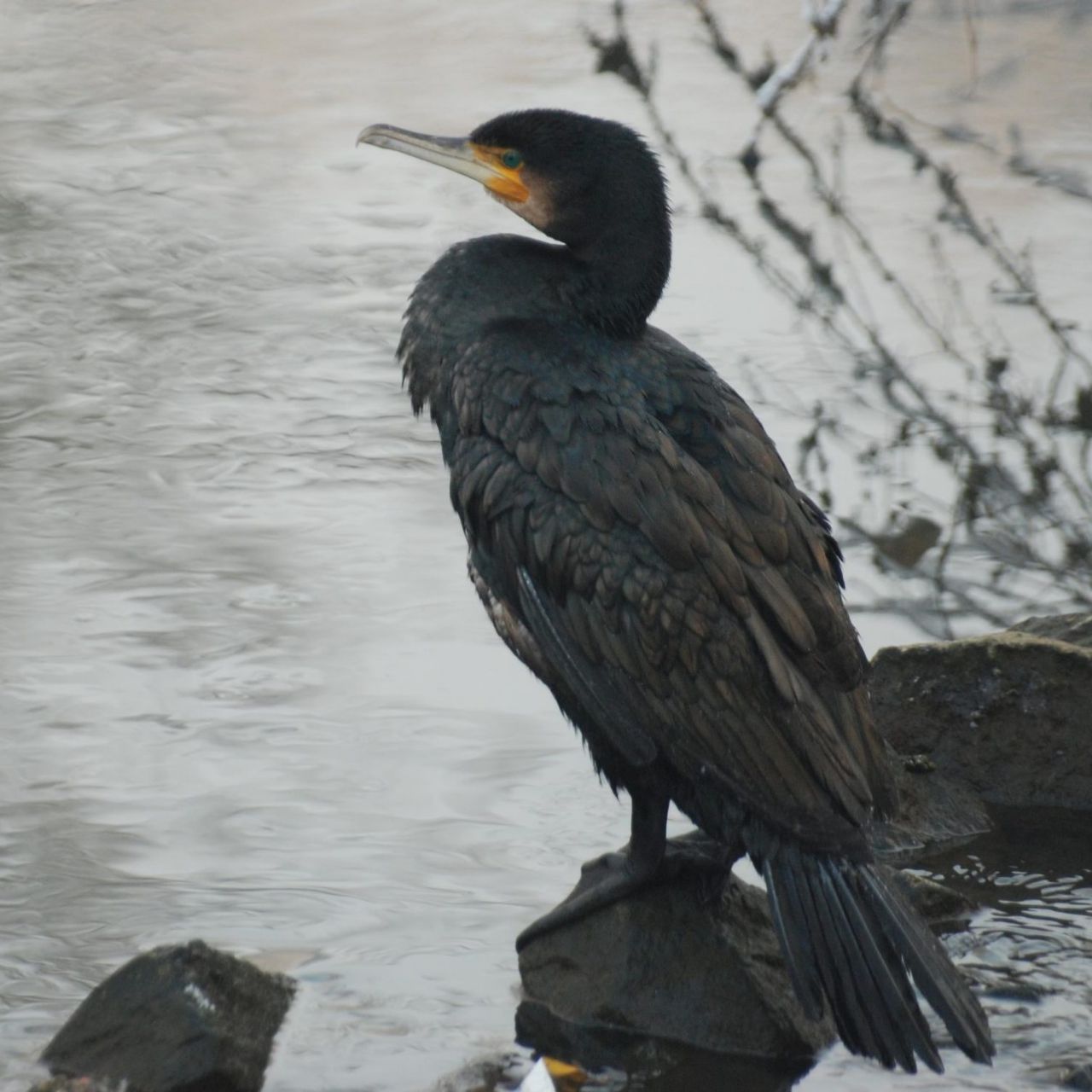 Rivierenhof_Watervogels2 _Aalscholver