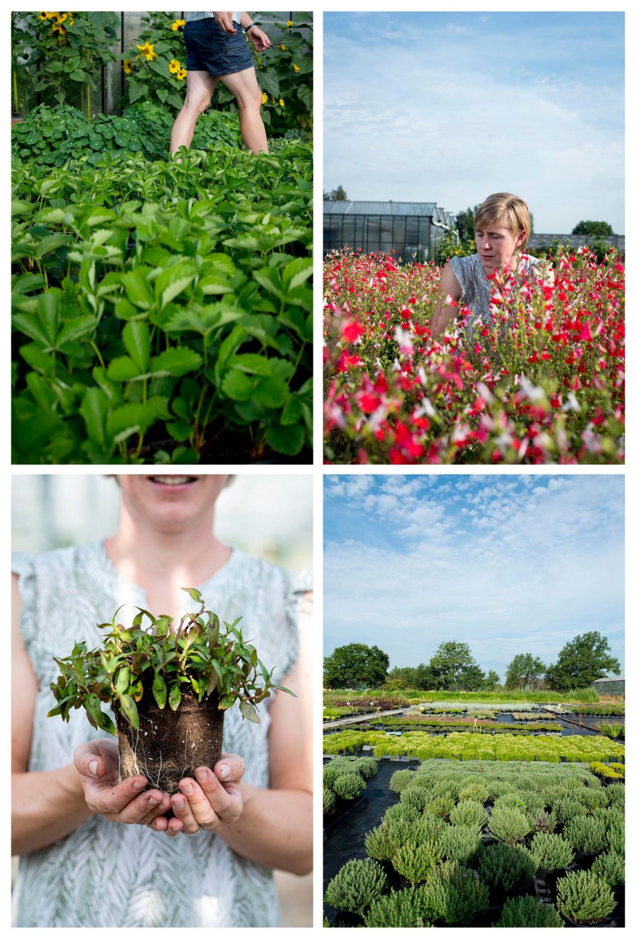 Kruiden_Volckaert_Tuinkriebels_Vrieselhof