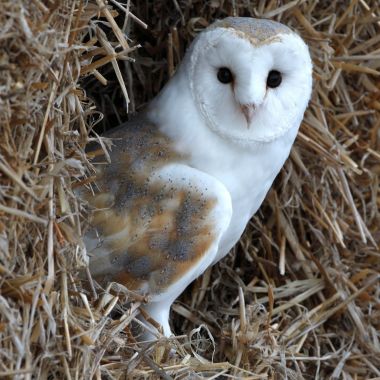 Kerkuil; Barn owl; Tyto alba