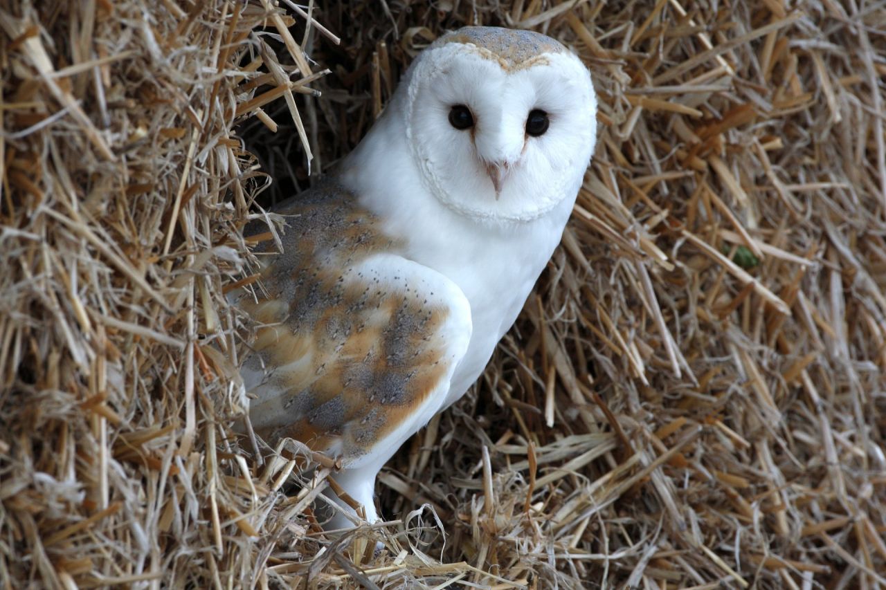 Kerkuil; Barn owl; Tyto alba