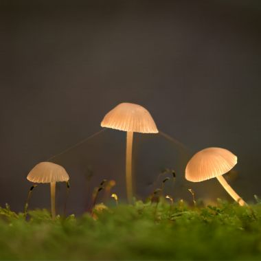 Paddenstoelen in het Prinsenpark