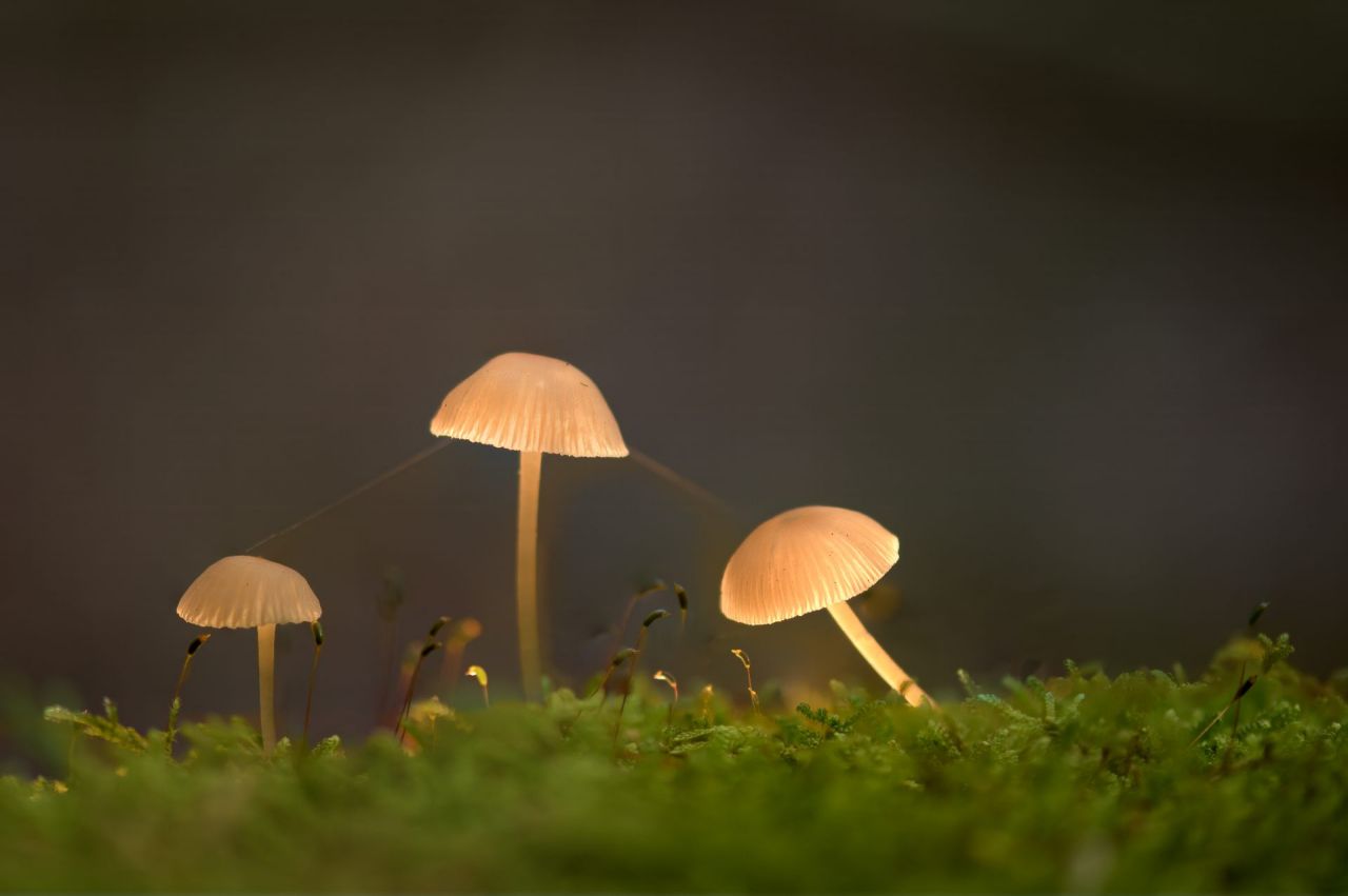 Paddenstoelen in het Prinsenpark