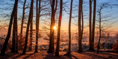 Bomen in een winters landschap