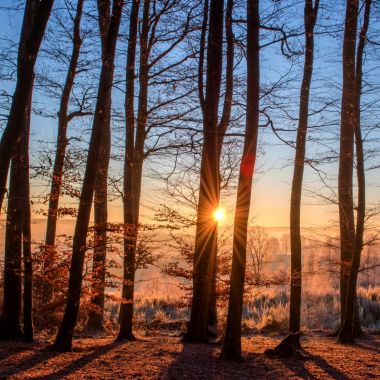 Bomen in een winters landschap