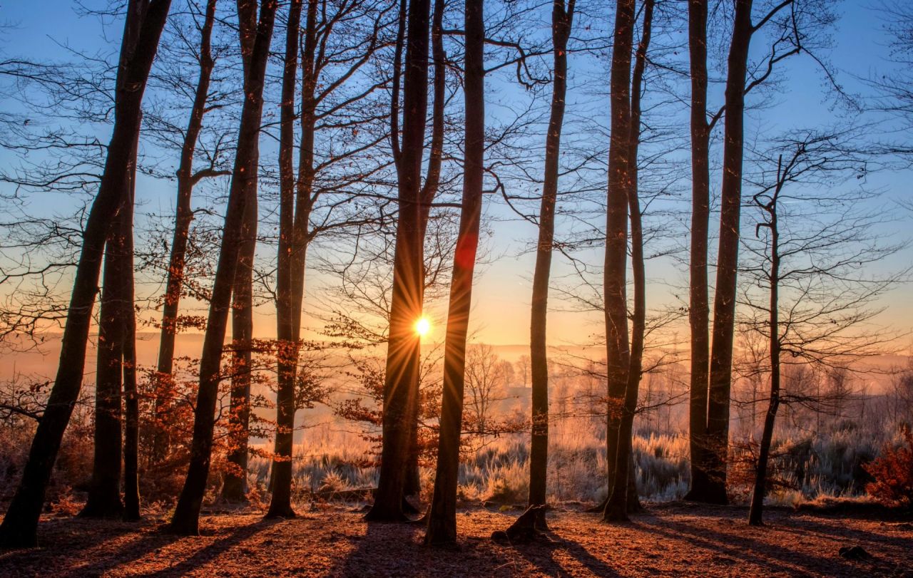 Bomen in een winters landschap