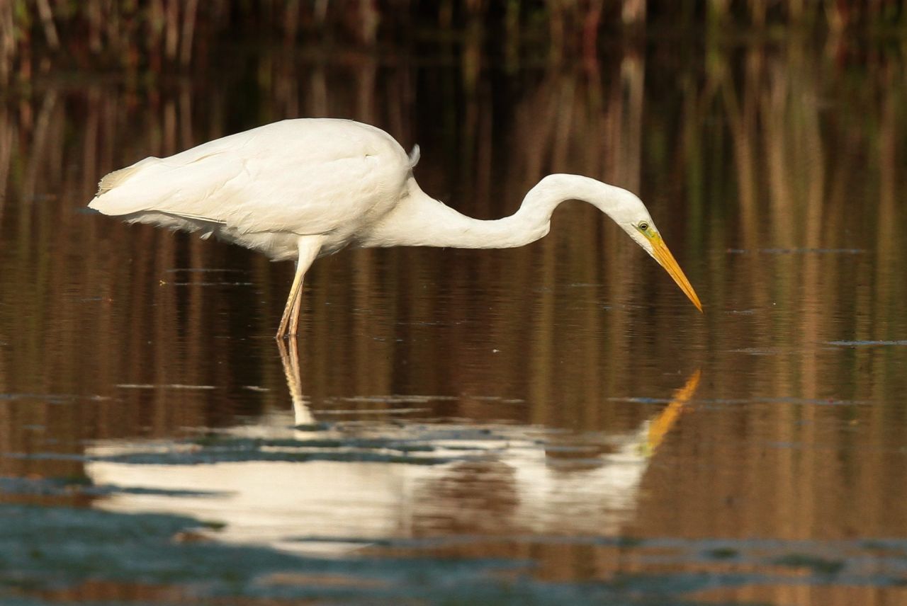 Grote zilverreiger in het Prinsenpark