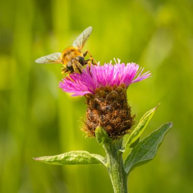 Bij op een bloem