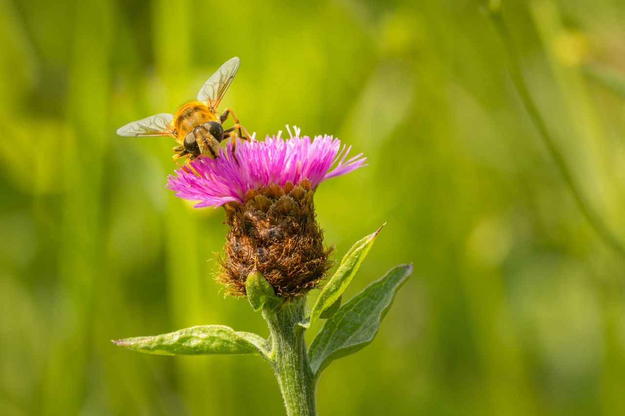 Bij op een bloem