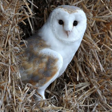 Kerkuil; Barn owl; Tyto alba