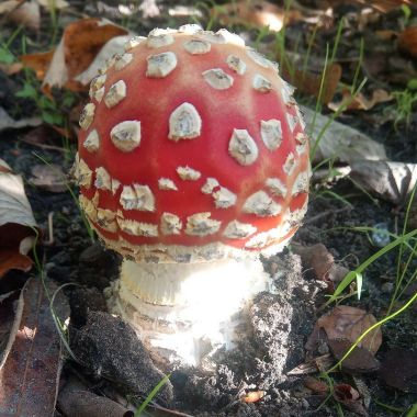 anderstalige volwassenen herfstwandeling