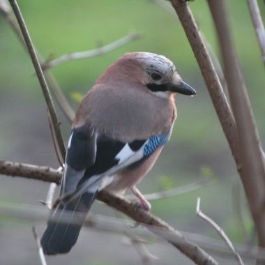 Wandeling vogels